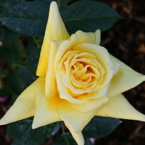 Gärtnerei - Rosa King's Ransom™ - gelb - teehybriden-edelrosen - stark duftend - Dr. Dennison H. Morey - -